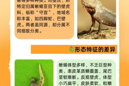 属虎的人能养蜥蜴吗为什么,属虎人士适合养蜥蜴的理由