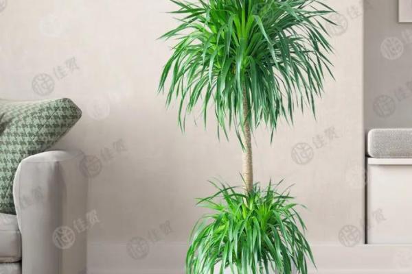 属龙的办公摆放植物,为属龙人士选择办公室植物