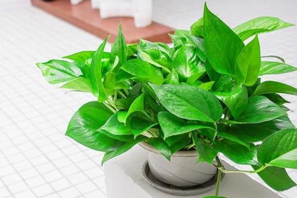 属龙的办公摆放植物,为属龙人士选择办公室植物