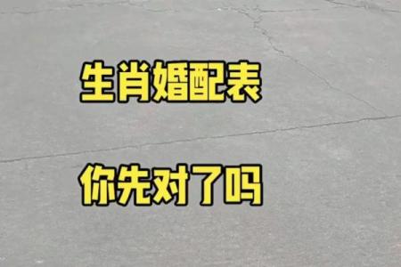 属马和兔相配如何(马兔缘分如何搭配更佳)